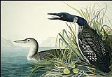 John James Audubon Northern Diver(1) painting
